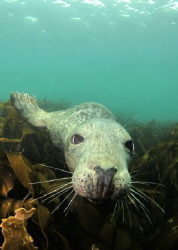 A seal at the Farn Islands by Graham Watters 